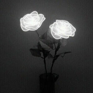 Meet your Posher, Lily